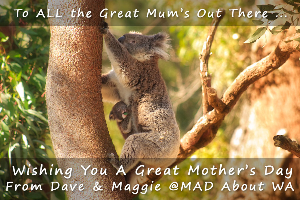Koala and Joey image wishing all the Great Mums out there a Happy Mothers Day
